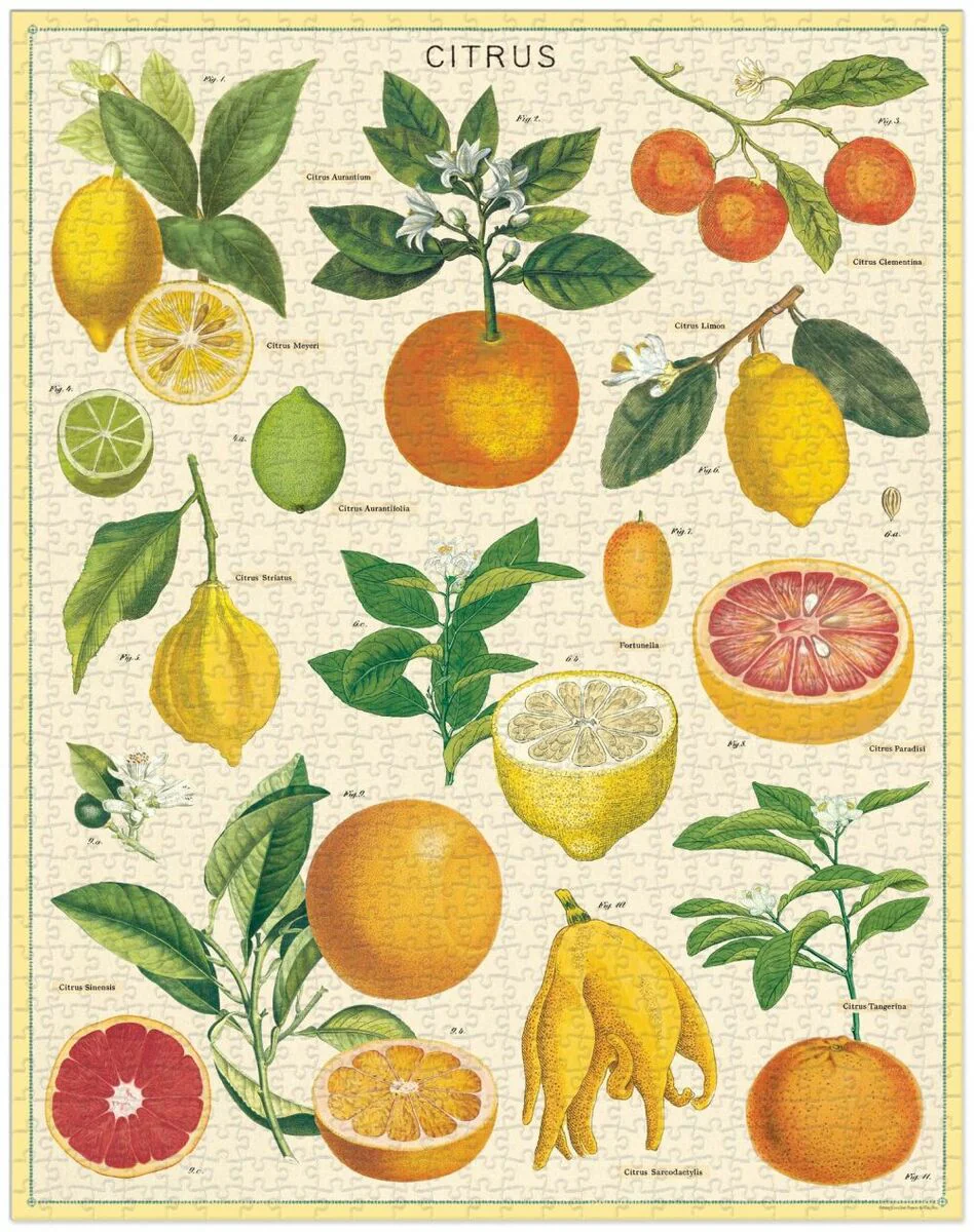 Cavallini & Co. Vintage Puzzle 1000 palaa Citrus - Image 2