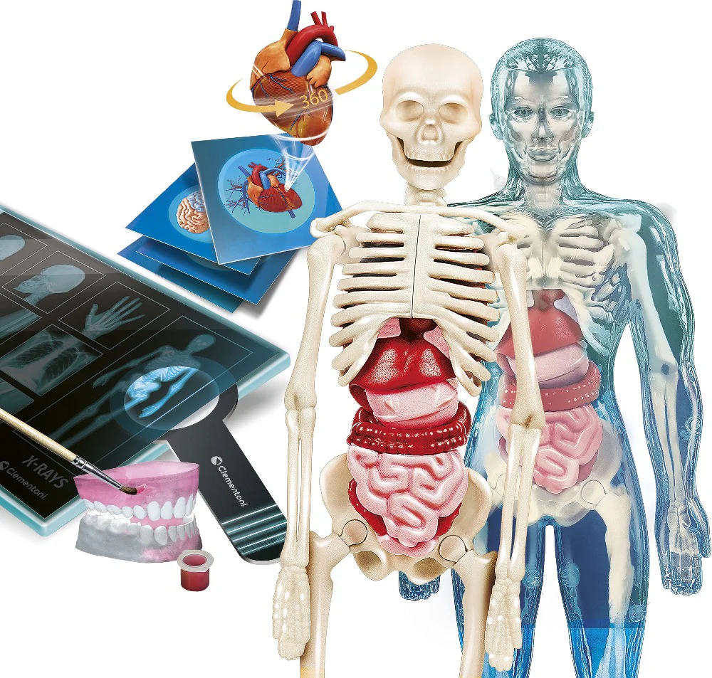 Clementoni Super Anatomy Ihmisen Anatomia Leikkisetti - Image 5
