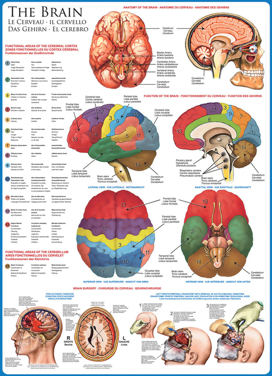 Eurographics 1000 Palan Palapeli The Brain - Image 2