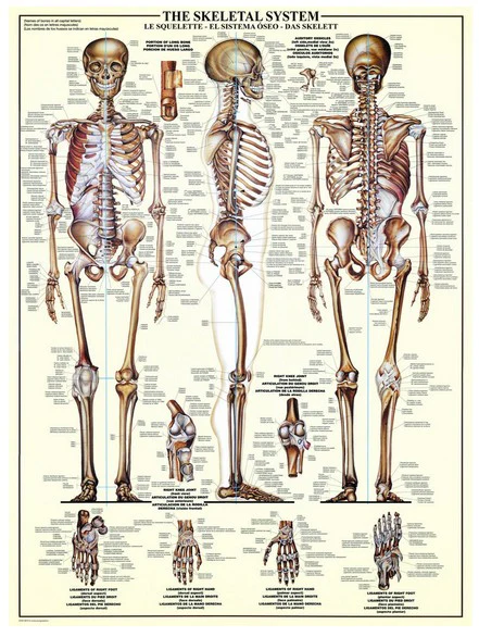 Eurographics Puzzle 1000 Palan Palapeli The Skeletal System - Image 2